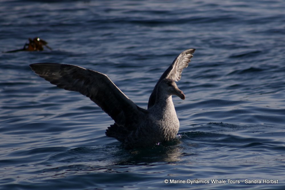 Giant Petrel, whale watching, gansbaai, south africa,