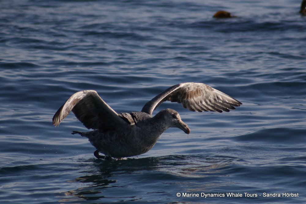 giant petrel, whale watching, gansbaai, south africa,
