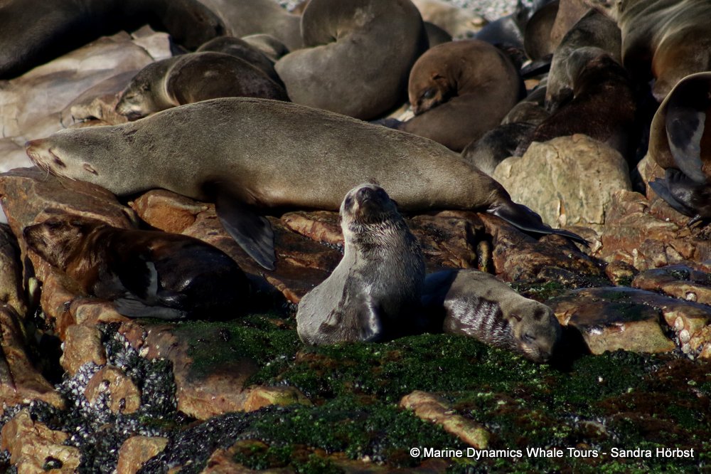 cape fur seal, whale watching, gansbaai, south africa