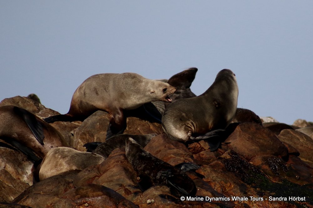 cape fur seal, whale watching, gansbaai, south africa