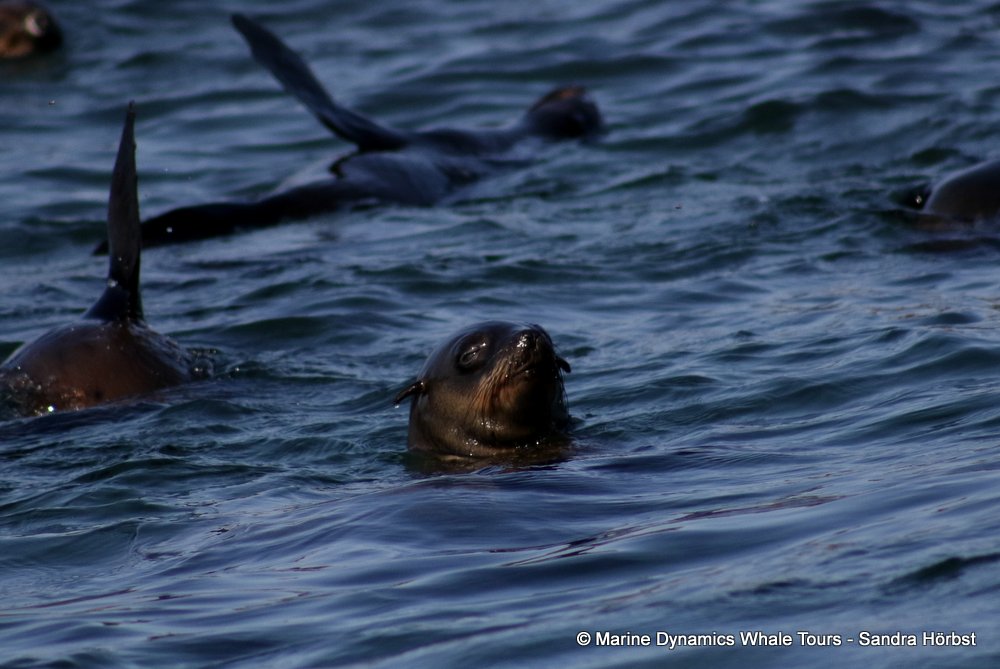 cape fur seal, whale watching, gansbaai, south africa