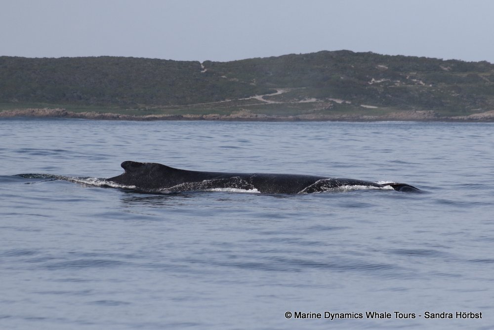 humpback whale, whale watching, gansbaai, south africa