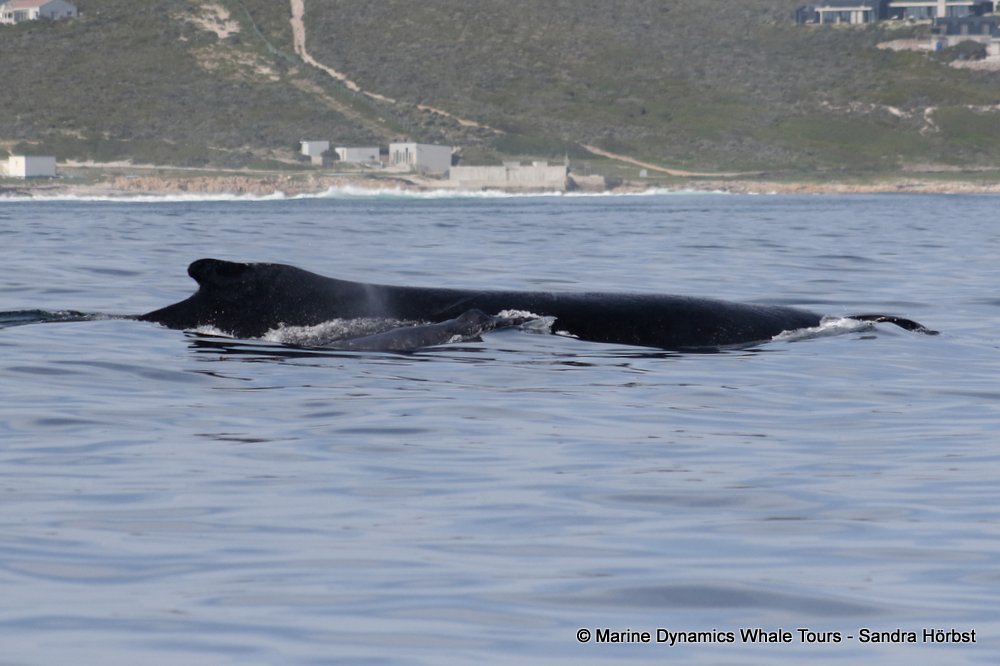 humpback whale, whale watching, gansbaai, south africa