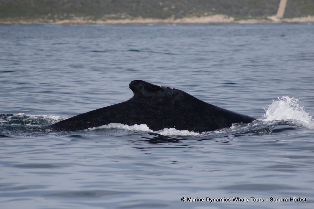 humpback whale, whale watching, gansbaai, south africa