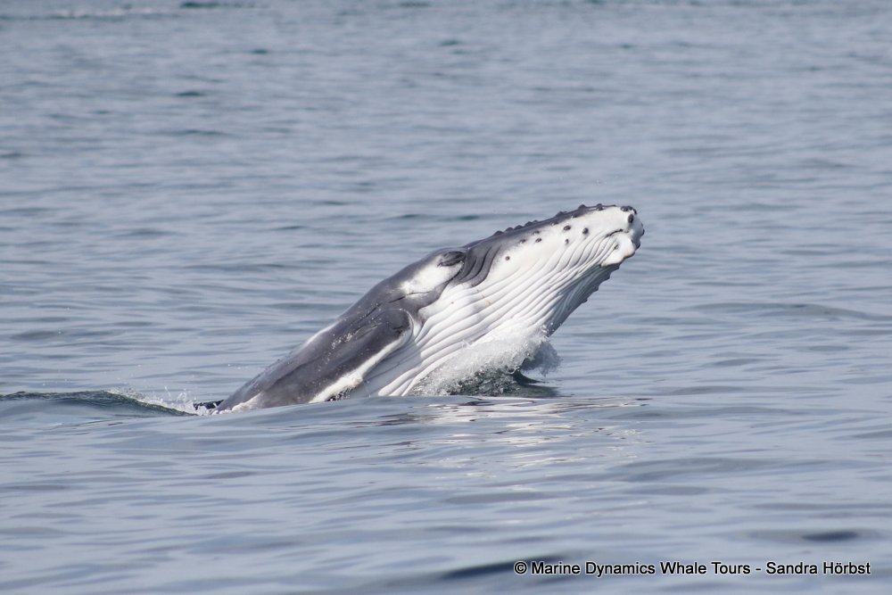 humpback whale, whale watching, gansbaai, south africa