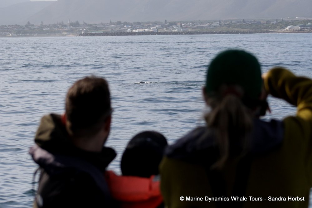 whale watching, gansbaai, south africa