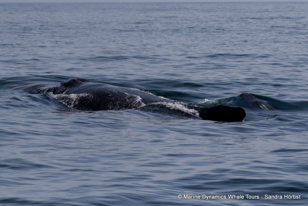 humpback whale, whale watching, gansbaai, south africa