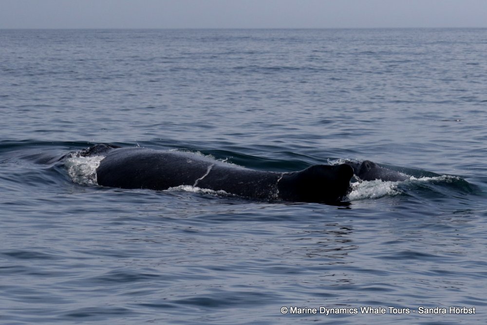 humpback whale, whale watching, gansbaai, south africa