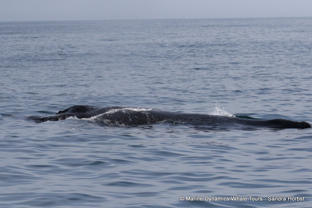 humpback whale, whale watching, gansbaai, south africa