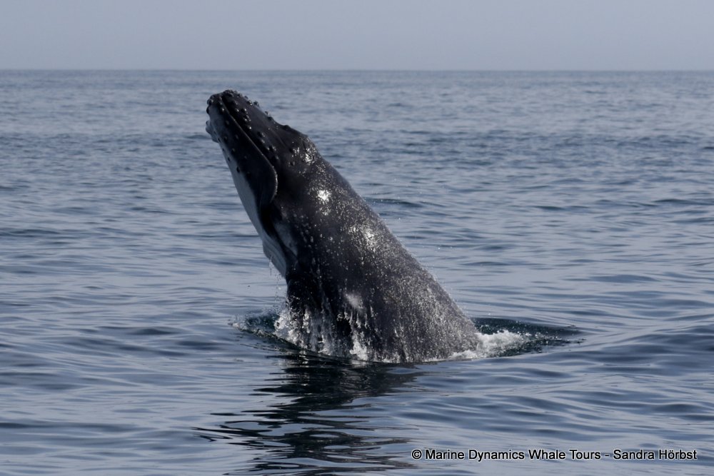 humpback whale, whale watching, gansbaai, south africa