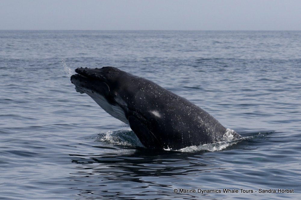 Marine Big 5 Daily Blog 15 August