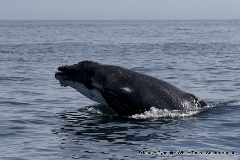 humpback whale, whale watching, gansbaai, south africa