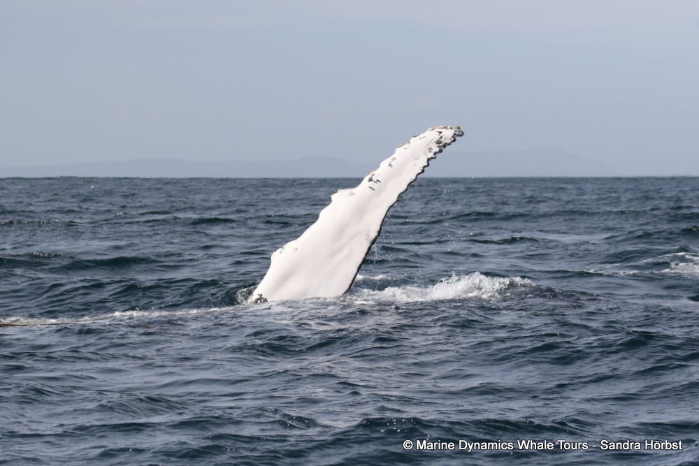 humpback whale, whale watching, gansbaai, south africa