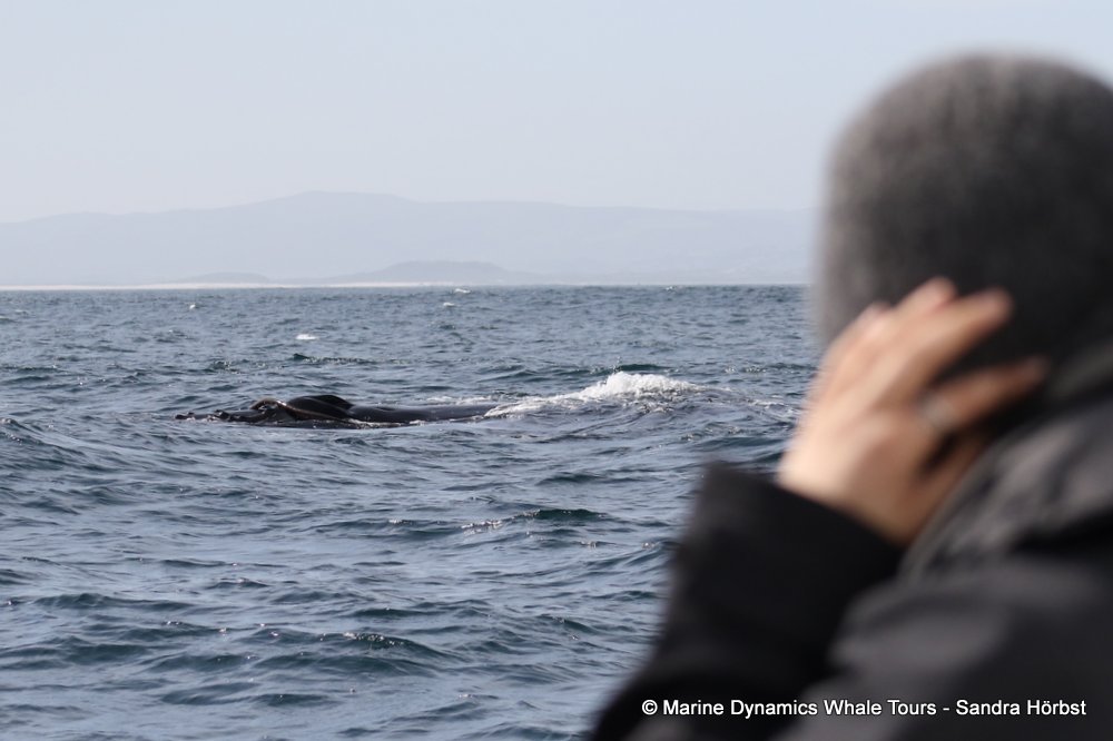 humpback whale, whale watching, gansbaai, south africa
