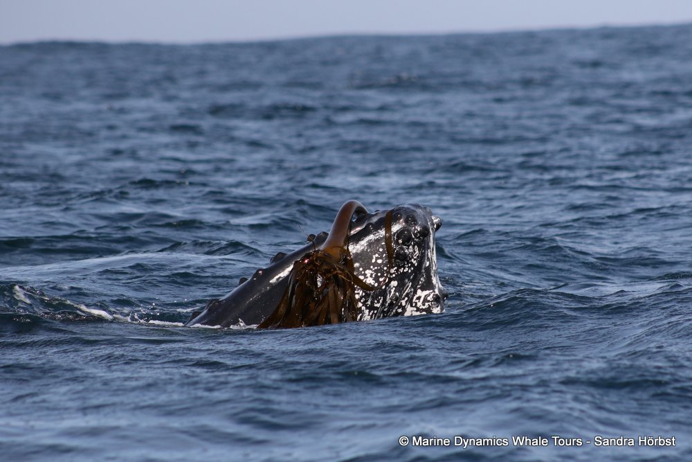 humpback whale, whale watching, gansbaai, south africa