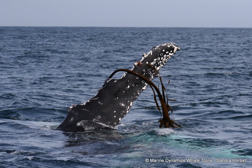humpback whale, whale watching, gansbaai, south africa