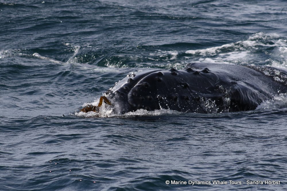 humpback whale, whale watching, gansbaai, south africa