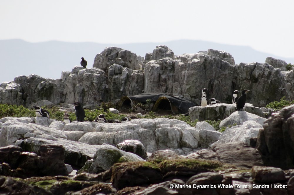 african penguin, whale watching, gansbaai, south africa