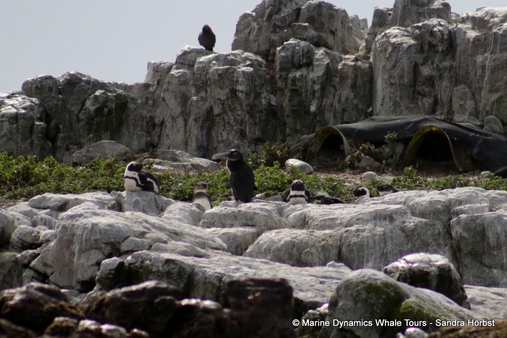 african penguin, whale watching, gansbaai, south africa