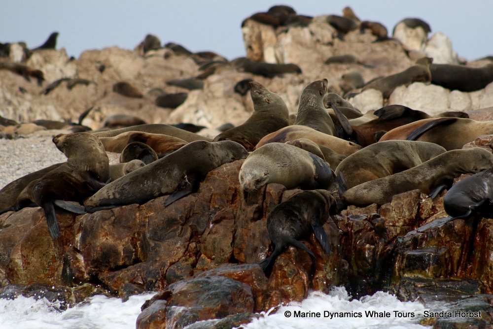 cape fur seal, whale watching, gansbaai, south africa