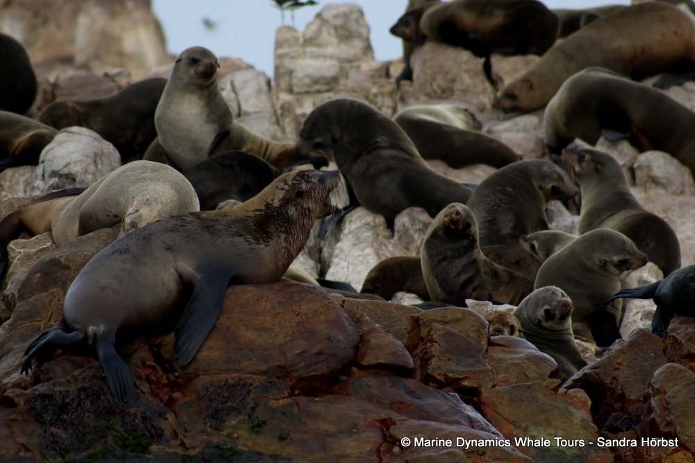 cape fur seal, whale watching, gansbaai, south africa