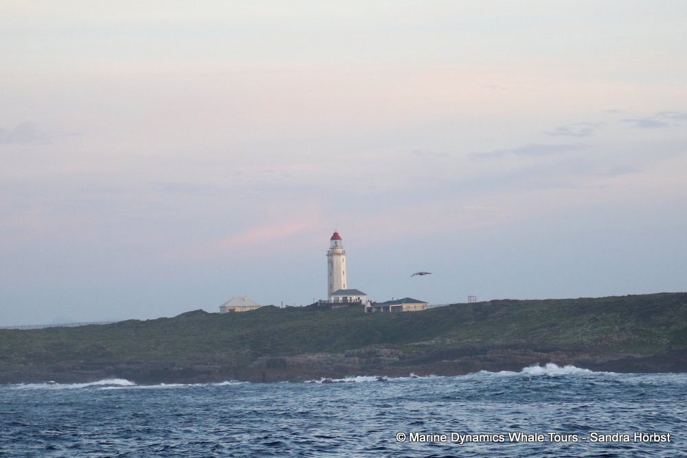 Danger Point, whale watching, gansbaai, south africa,