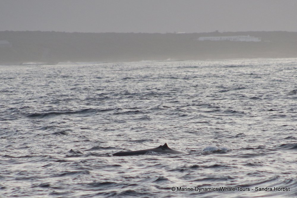 bryde's whale, whale watching, gansbaai, south africa,