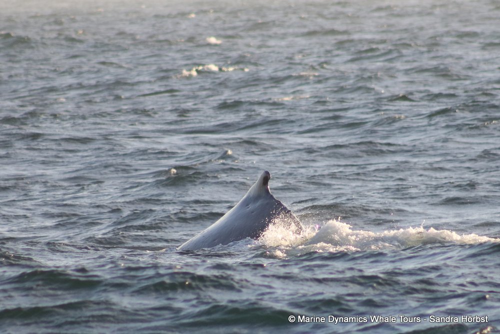 humpback whale, whale watching, gansbaai, south africa
