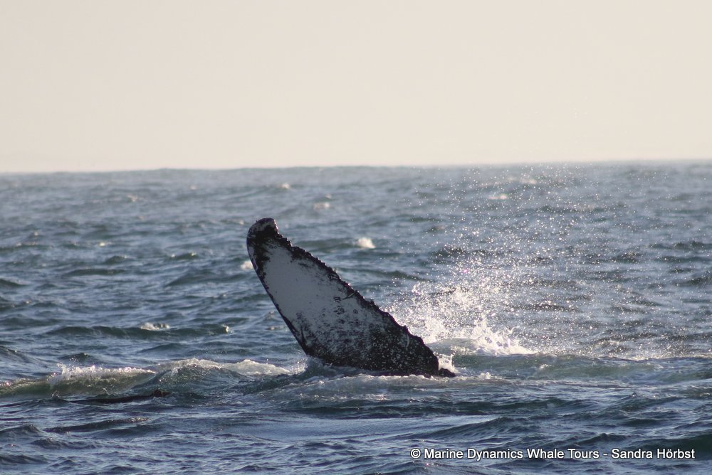 humpback whale, whale watching, gansbaai, south africa