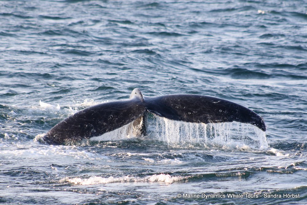 humpback whale, whale watching, gansbaai, south africa