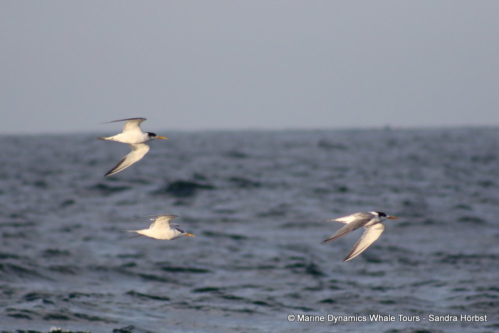 tern whale watching, gansbaai, south africa,