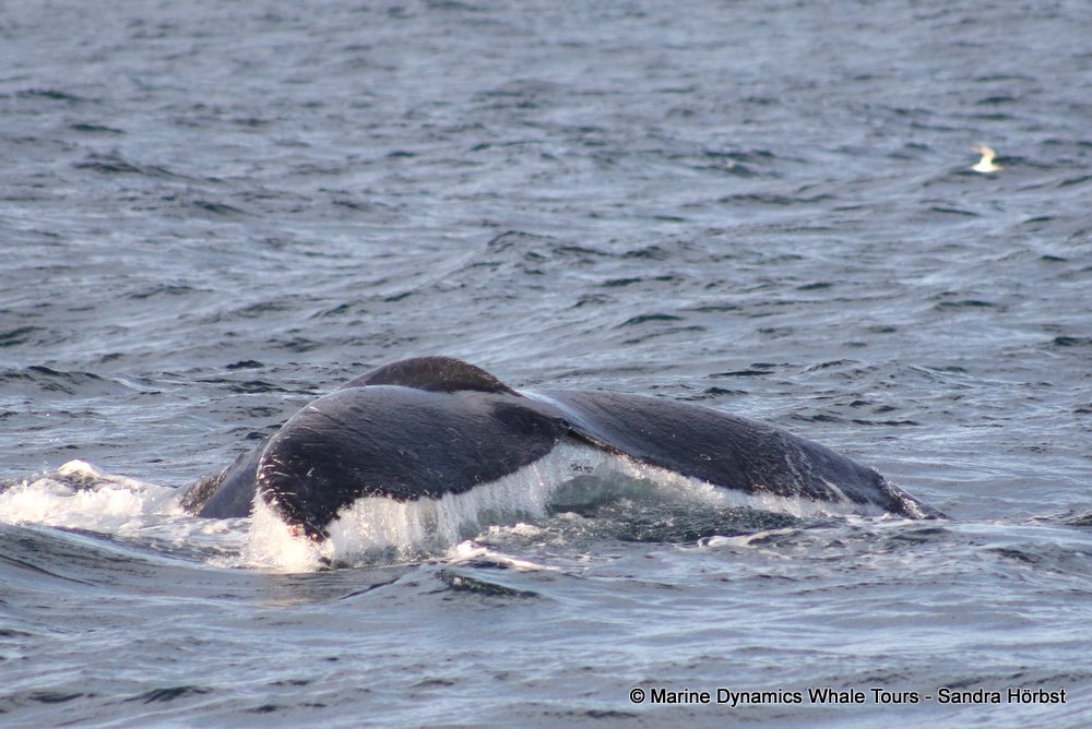 humpback whale, whale watching, gansbaai, south africa