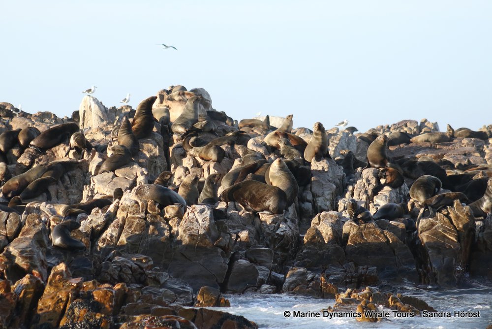 cape fur seal, whale watching, gansbaai, south africa