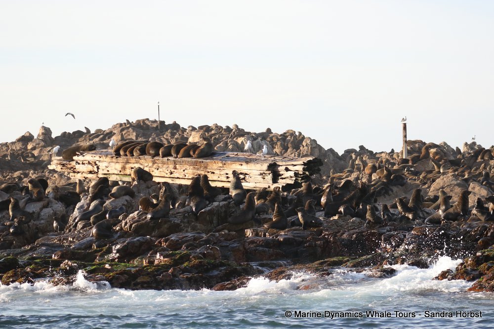 cape fur seal, whale watching, gansbaai, south africa