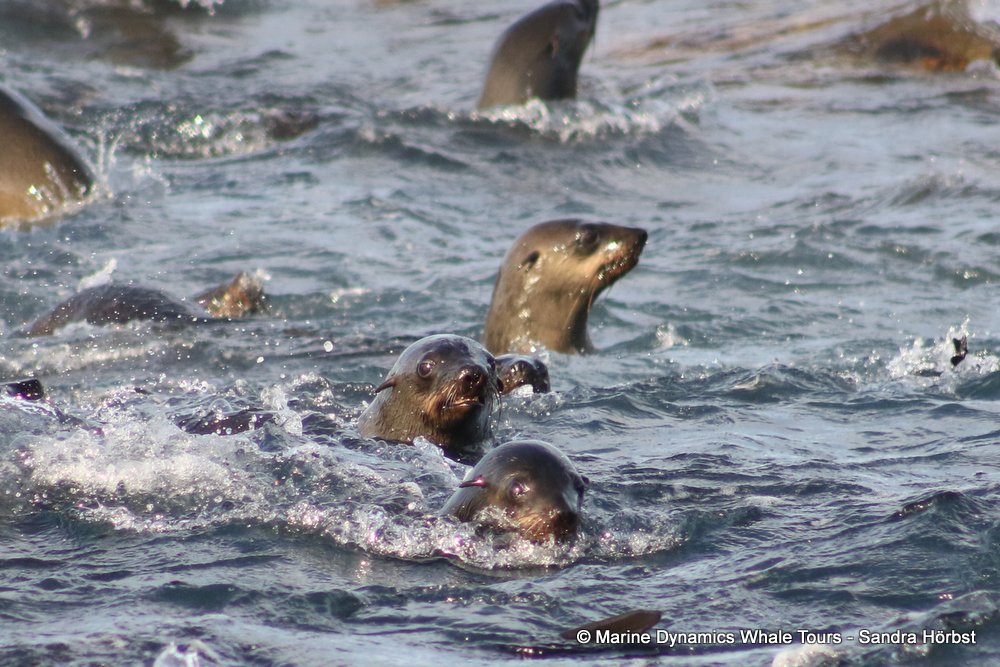 cape fur seal, whale watching, gansbaai, south africa