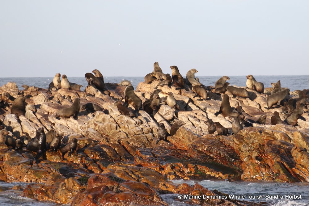 cape fur seal, whale watching, gansbaai, south africa