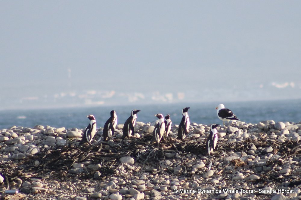 penguins, whale watching, gansbaai, south africa,
