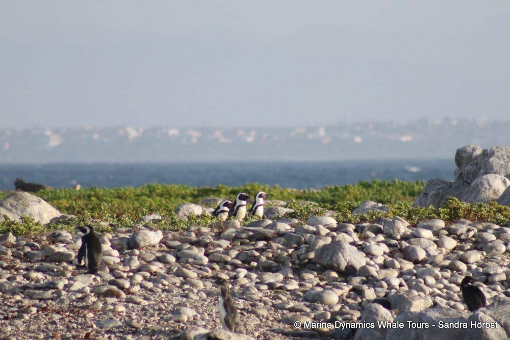 penguins, whale watching, gansbaai, south africa,