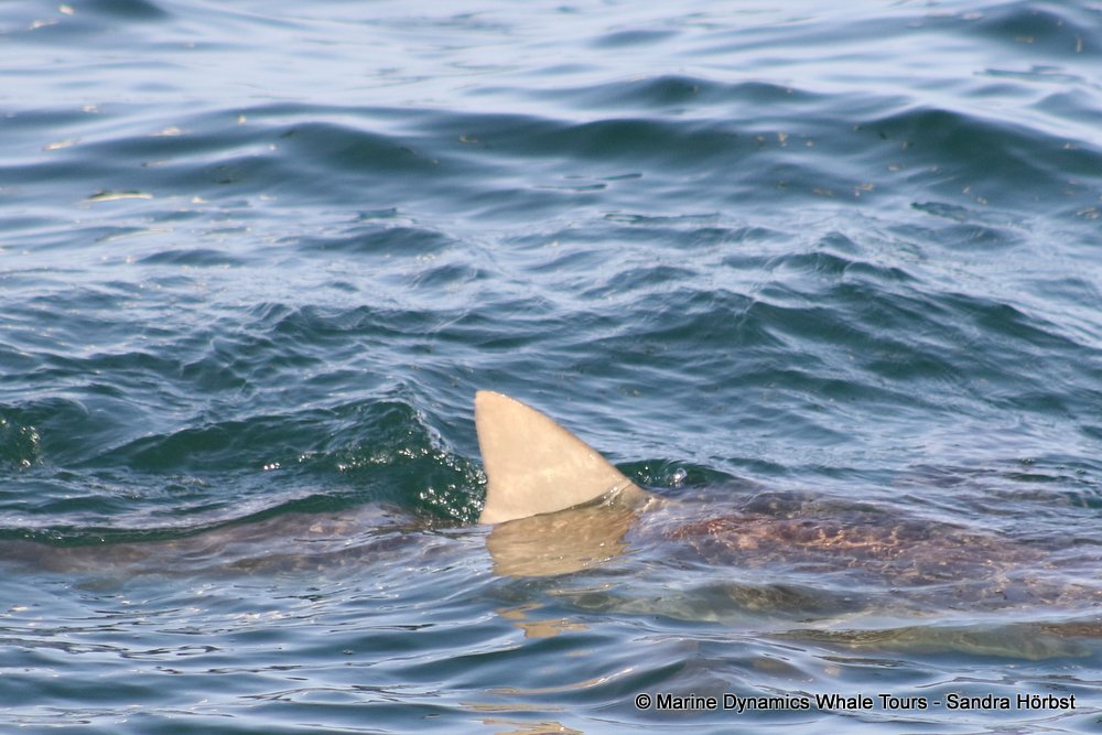 bronze whaler shark, whale watching, gansbaai, south africa,