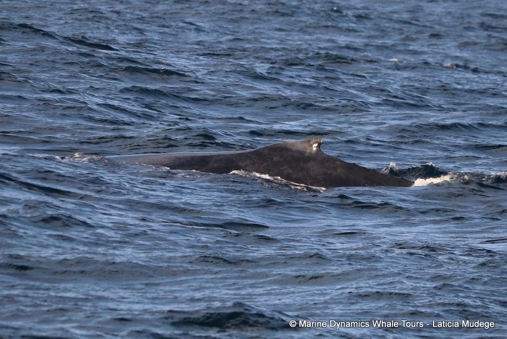 humpback whale, whale watching, gansbaai, south africa