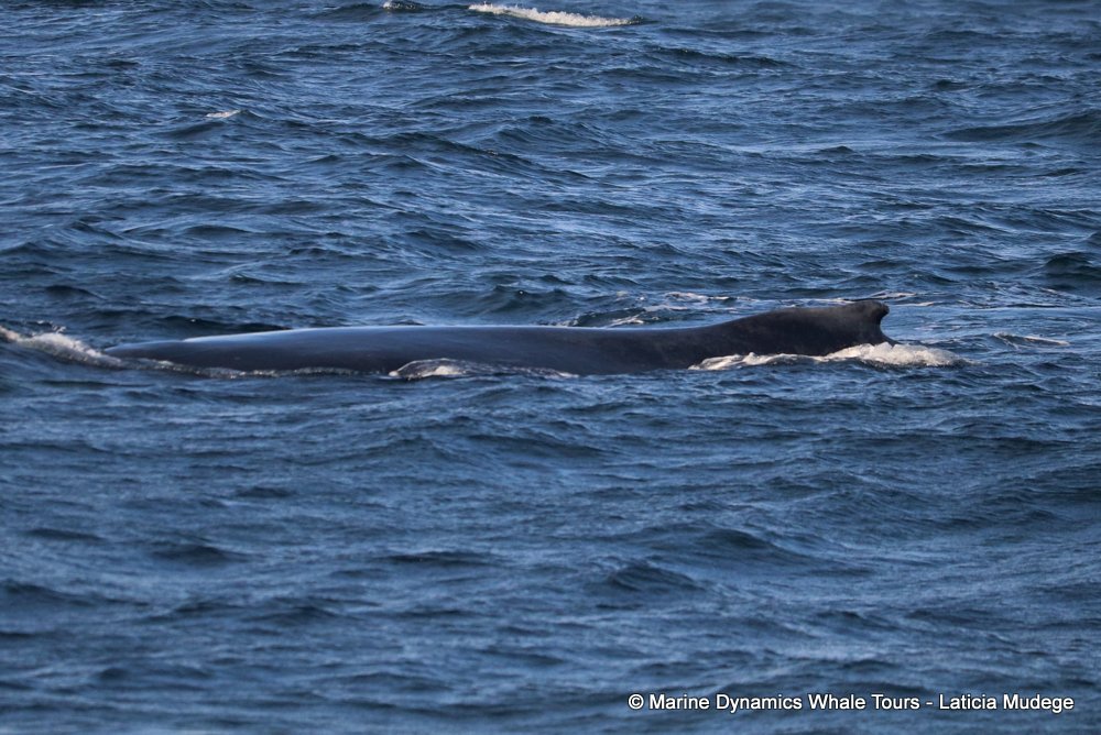 humpback whale, whale watching, gansbaai, south africa