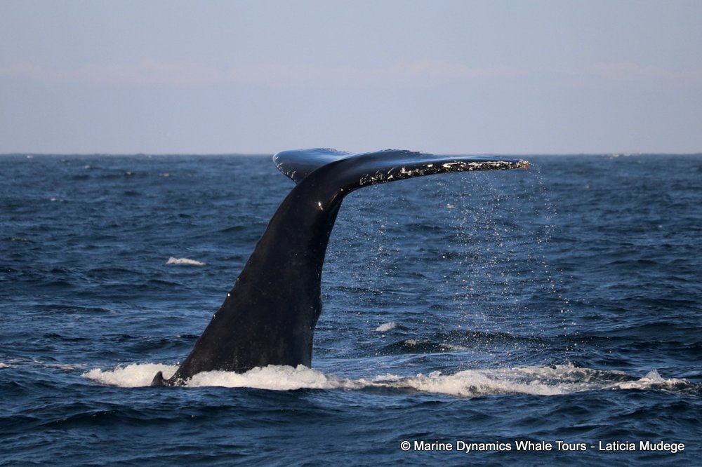 humpback whale, whale watching, gansbaai, south africa