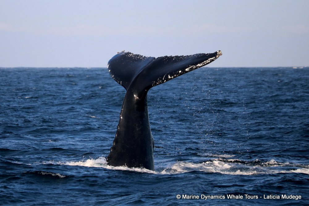 humpback whale, whale watching, gansbaai, south africa