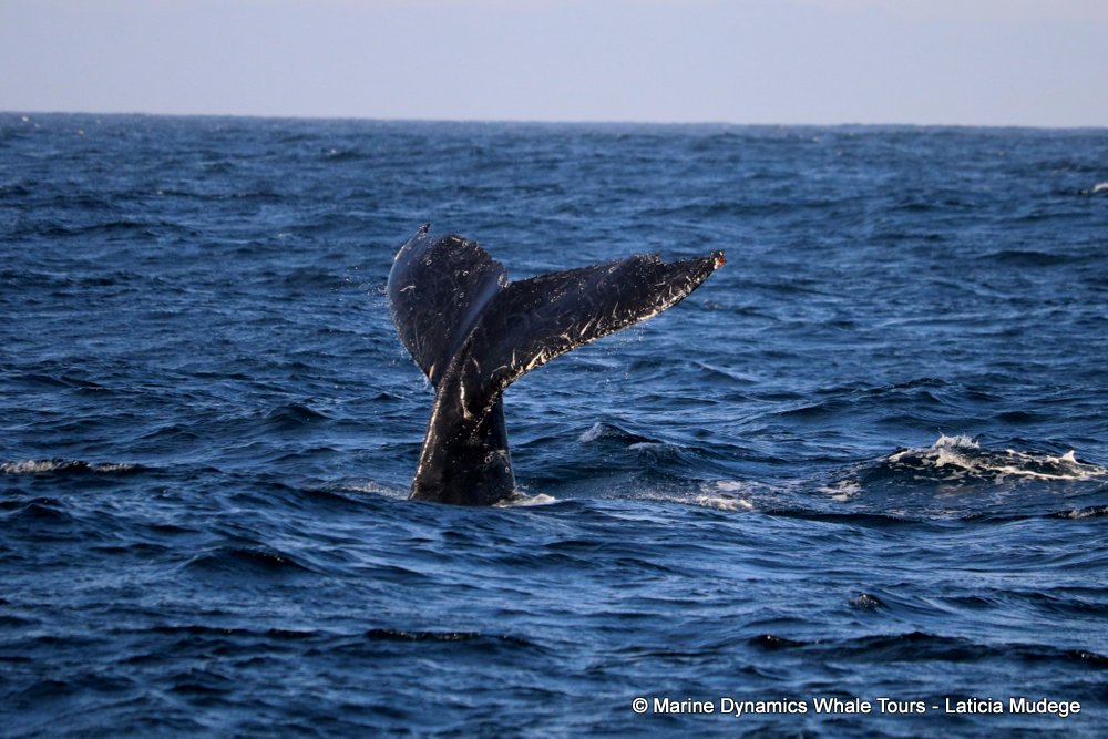 humpback whale, whale watching, gansbaai, south africa