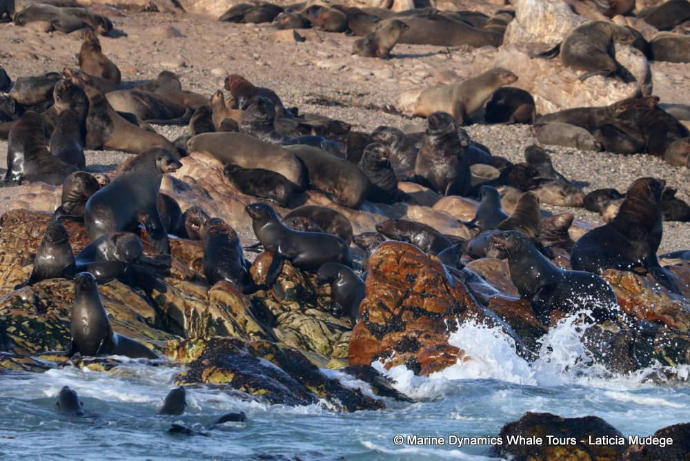 cape fur seal, whale watching, gansbaai, south africa