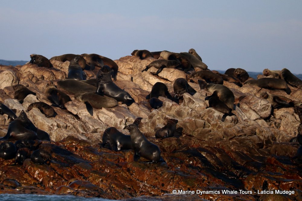 cape fur seal, whale watching, gansbaai, south africa