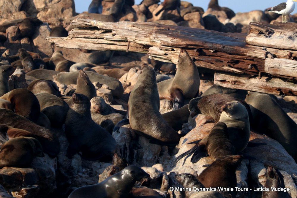 cape fur seal, whale watching, gansbaai, south africa