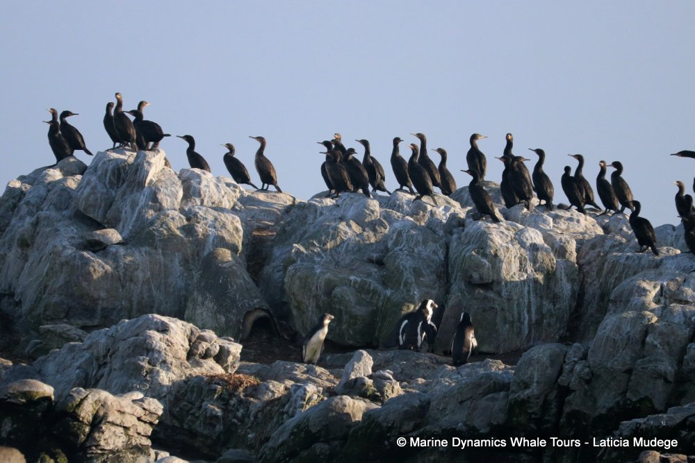 african penguin, whale watching, gansbaai, south africa