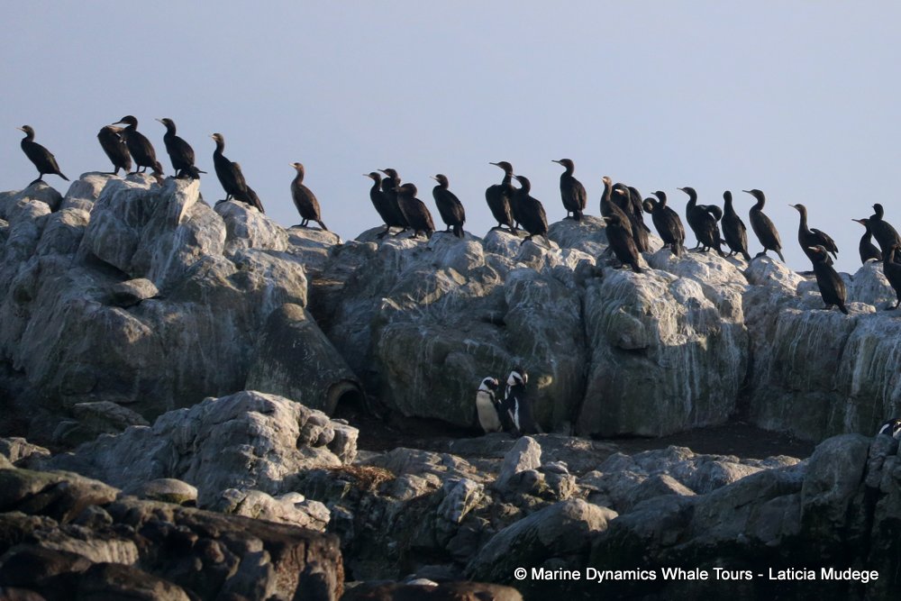African Penguin, whale watching, gansbaai, south africa,