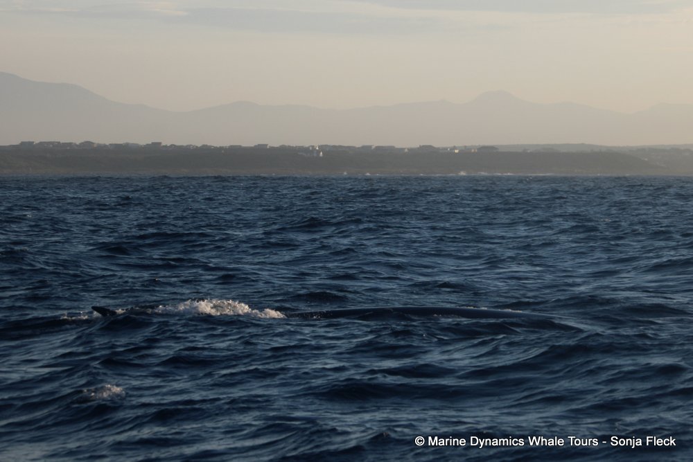 bryde's whale, whale watching, gansbaai, south africa,